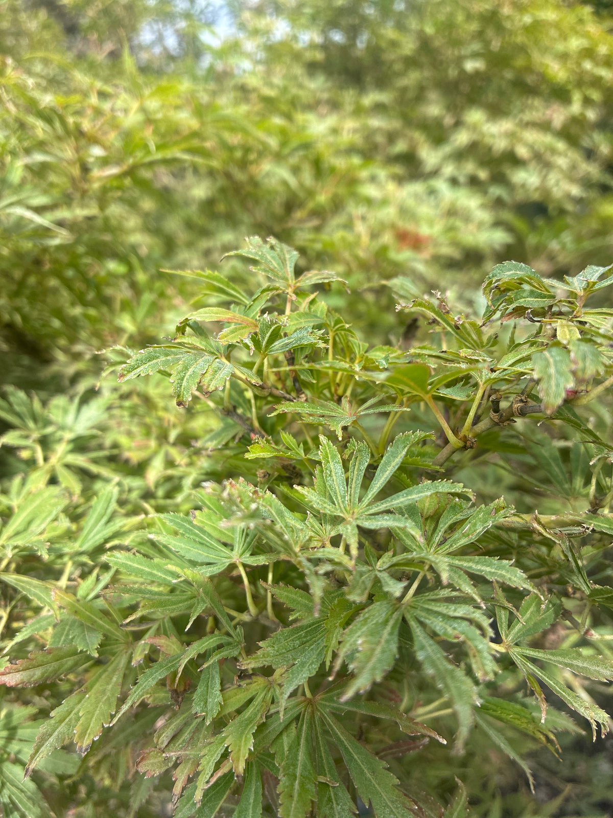 Fächerahorn 'Jerre Schwartz' / Acer palmatum 'Jerre Schwartz'