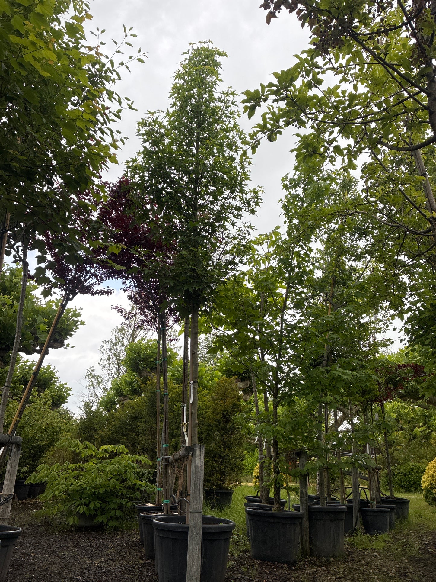 Amberbaum 'Worplesdon' / Liquidambar styraciflua 'Worplesdon'