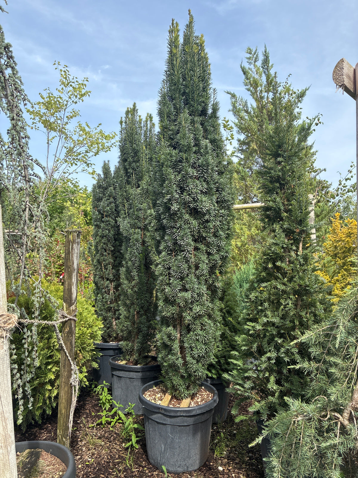 Schmale Säuleneibe 'Fastigiata Robusta' / Taxus baccata 'Fastigiata Robusta'