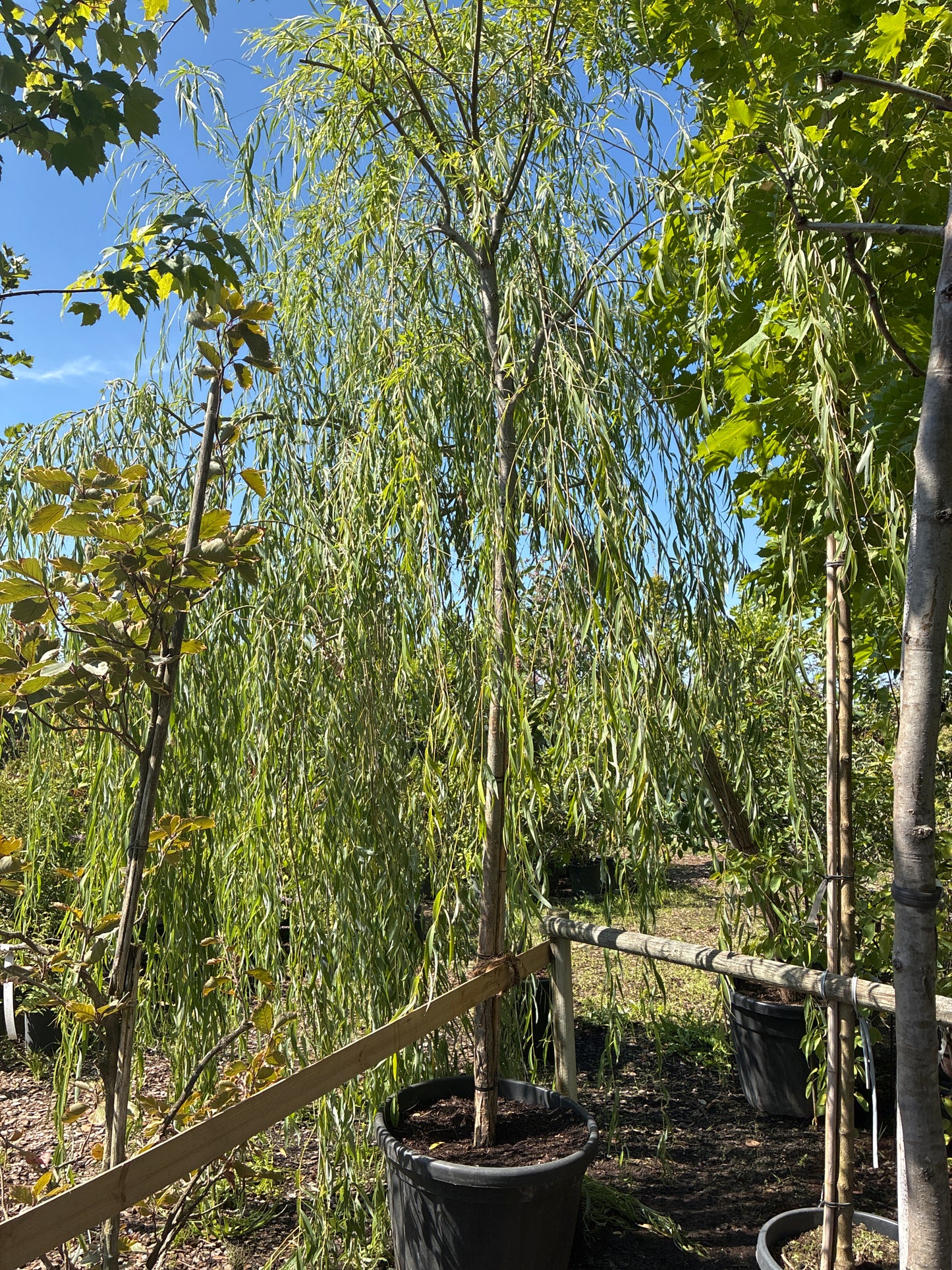 Babylonische Weide / Salix babylonica