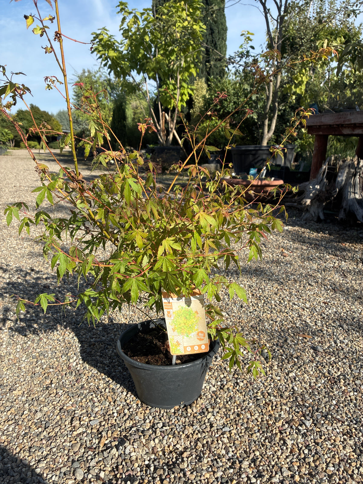 Fächerahorn Mini Bonsai / Acer palmatum 'Katsura'