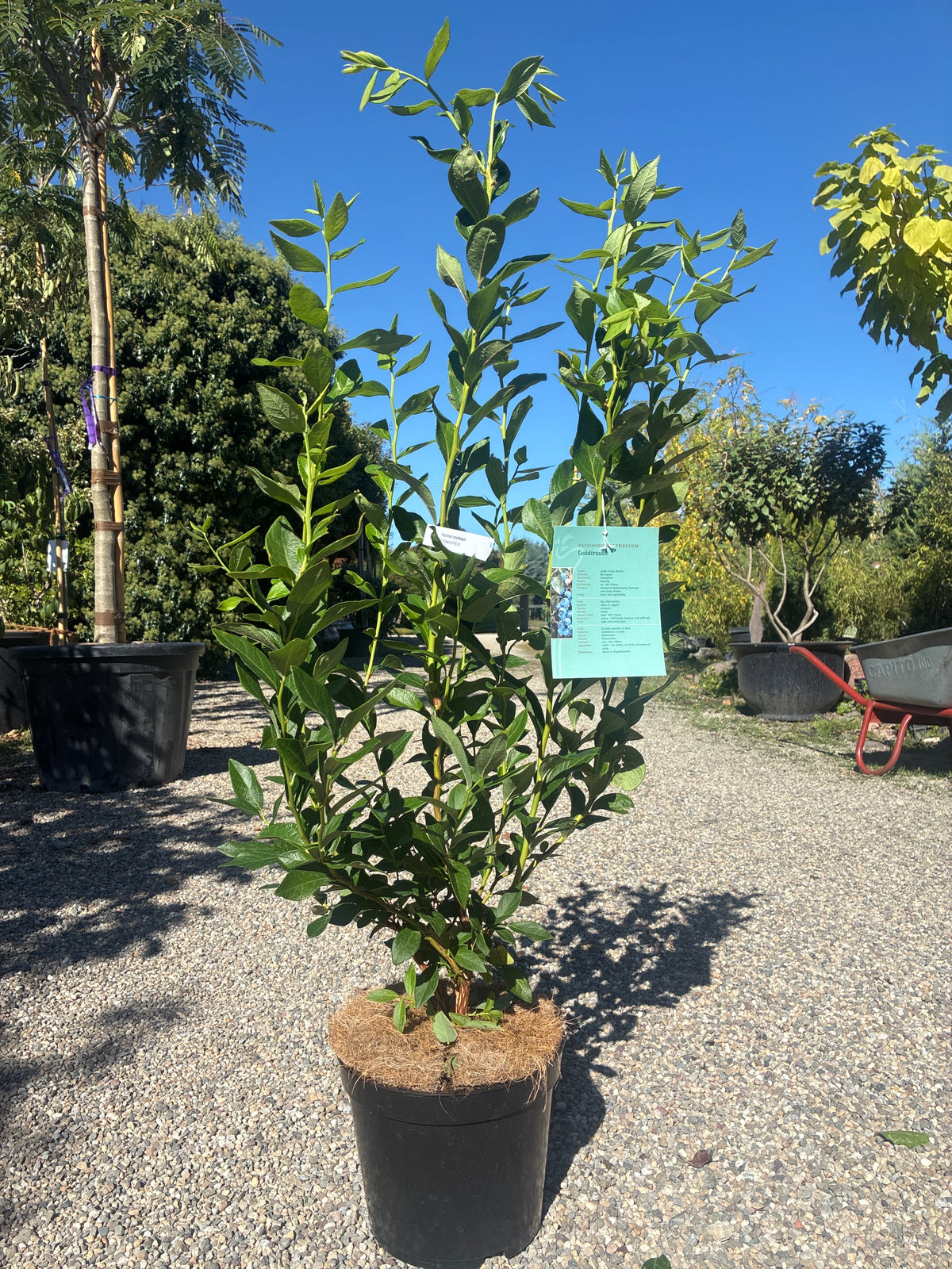 Amerikanische Heidelbeere / Vaccinium corymbosum