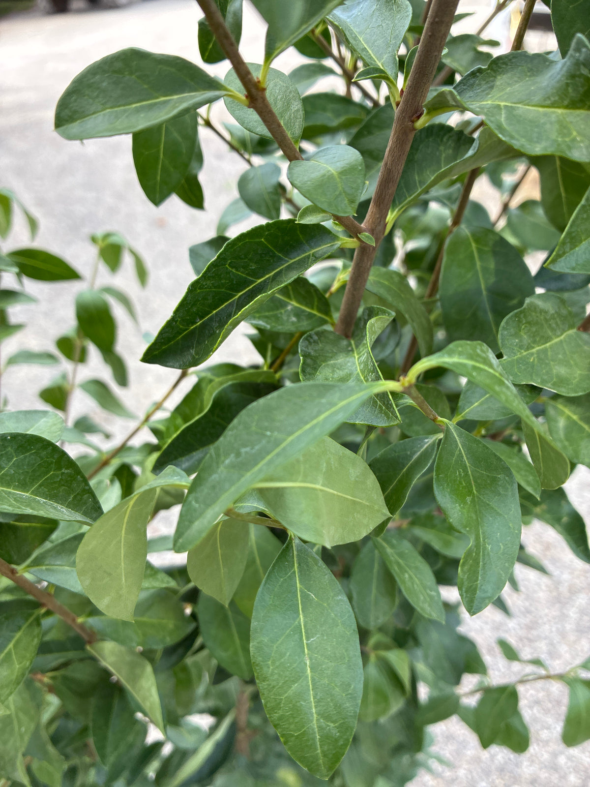 Ovalblättriger Liguster / Ligustrum ovalifolium