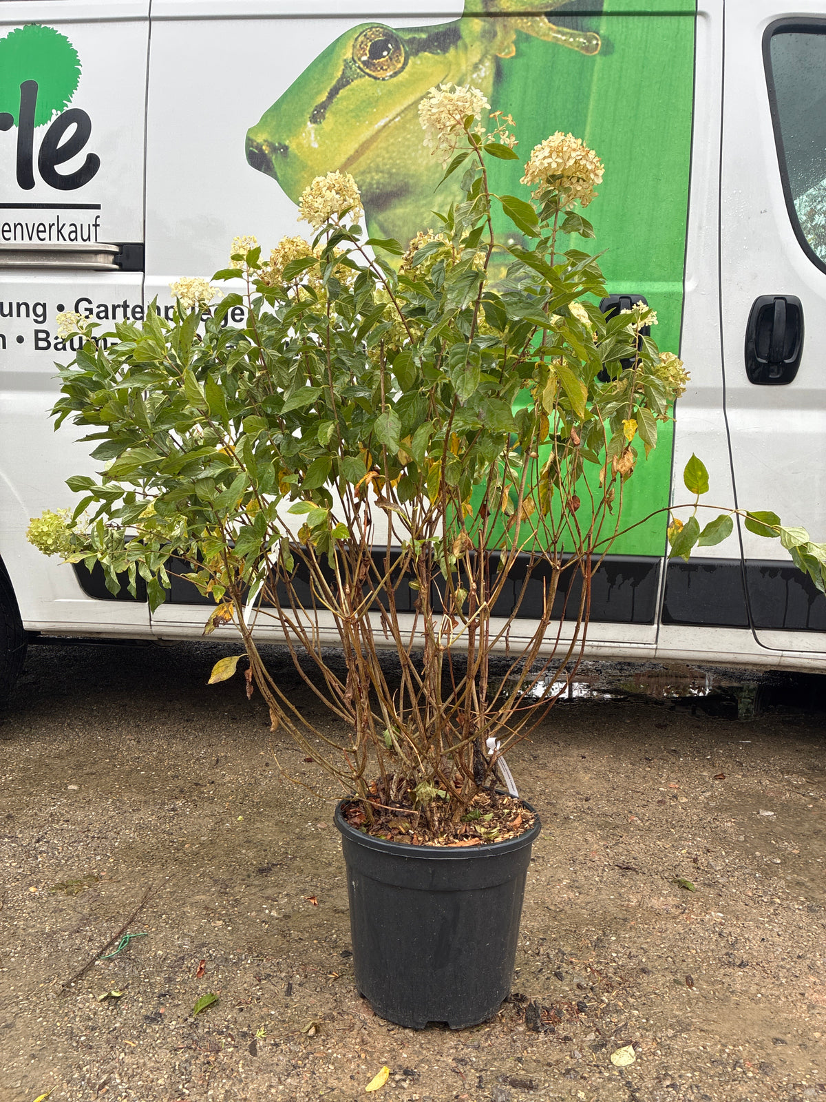 Rispenhortensie / Hydrangea paniculata 'Limelight'