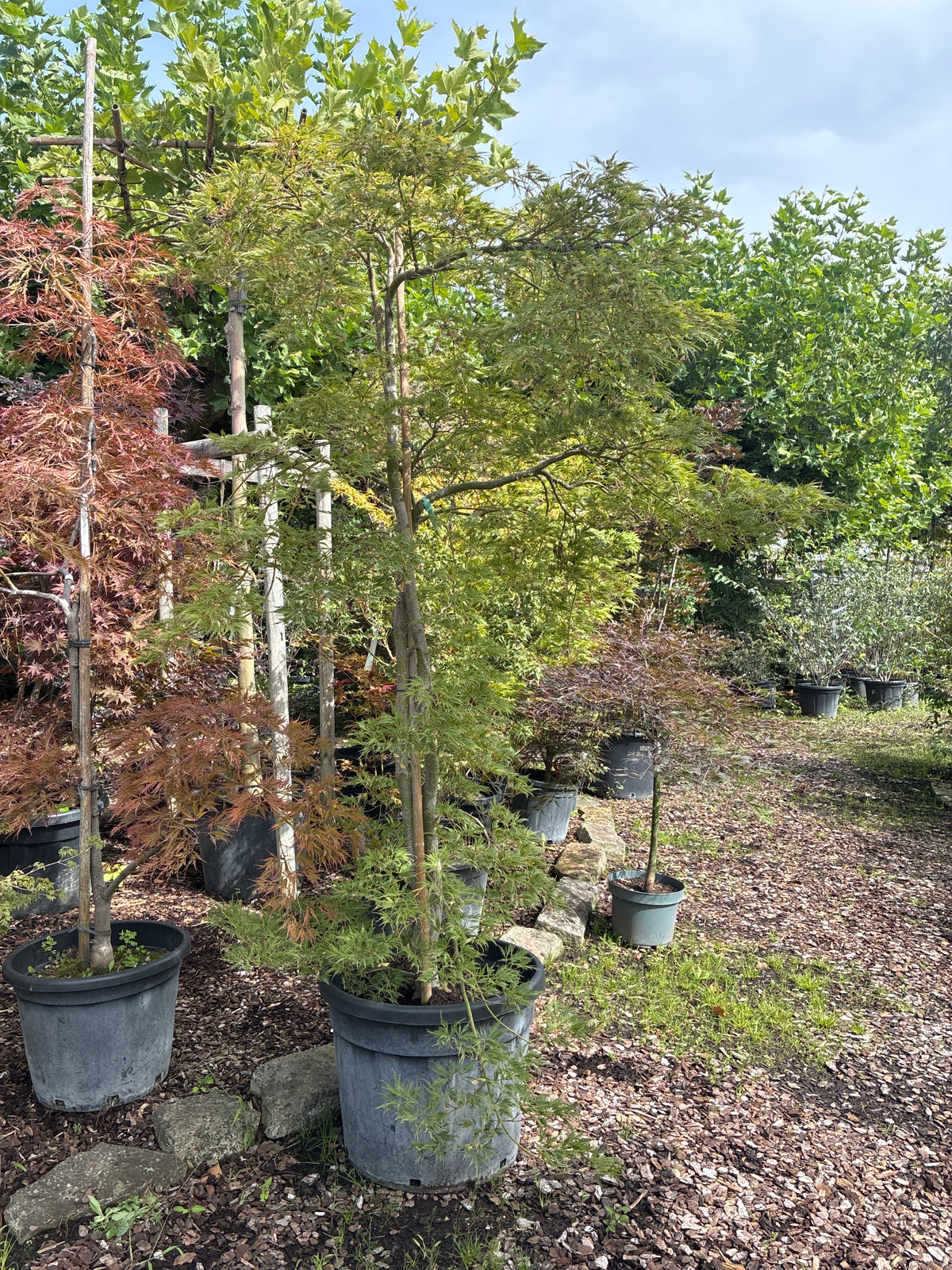 Schlitzahorn 'Dissectum Viridis' / Acer palmatum 'Dissectum Viridis'