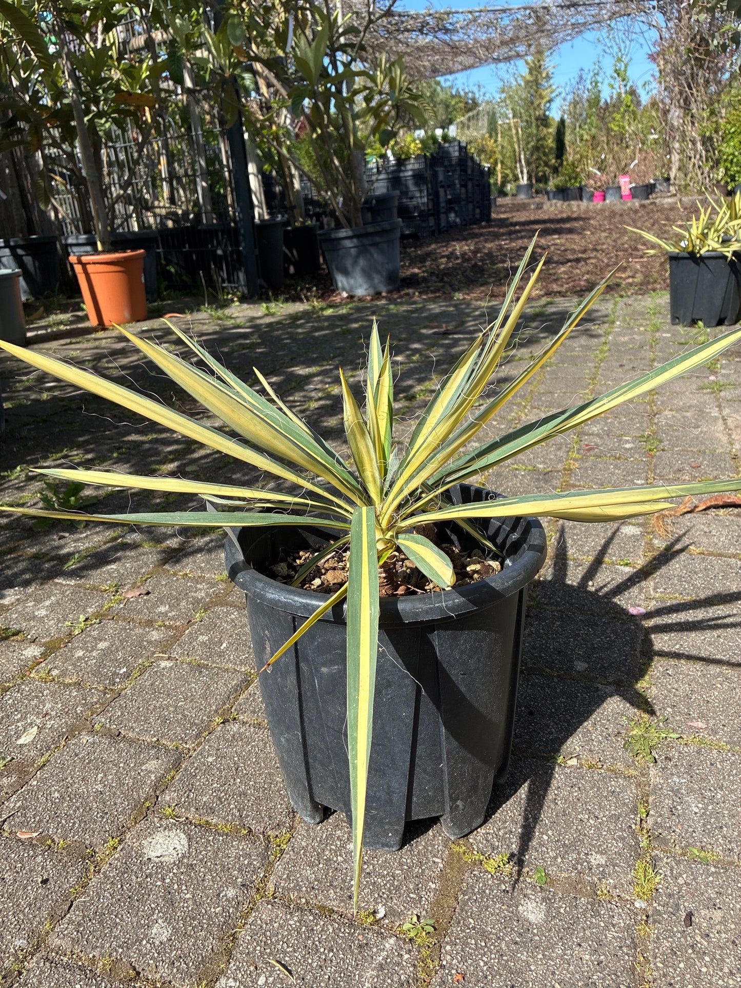 Gelbbunte Palmlilie 'Color Guard' / Yucca filamentosa 'Color Guard'