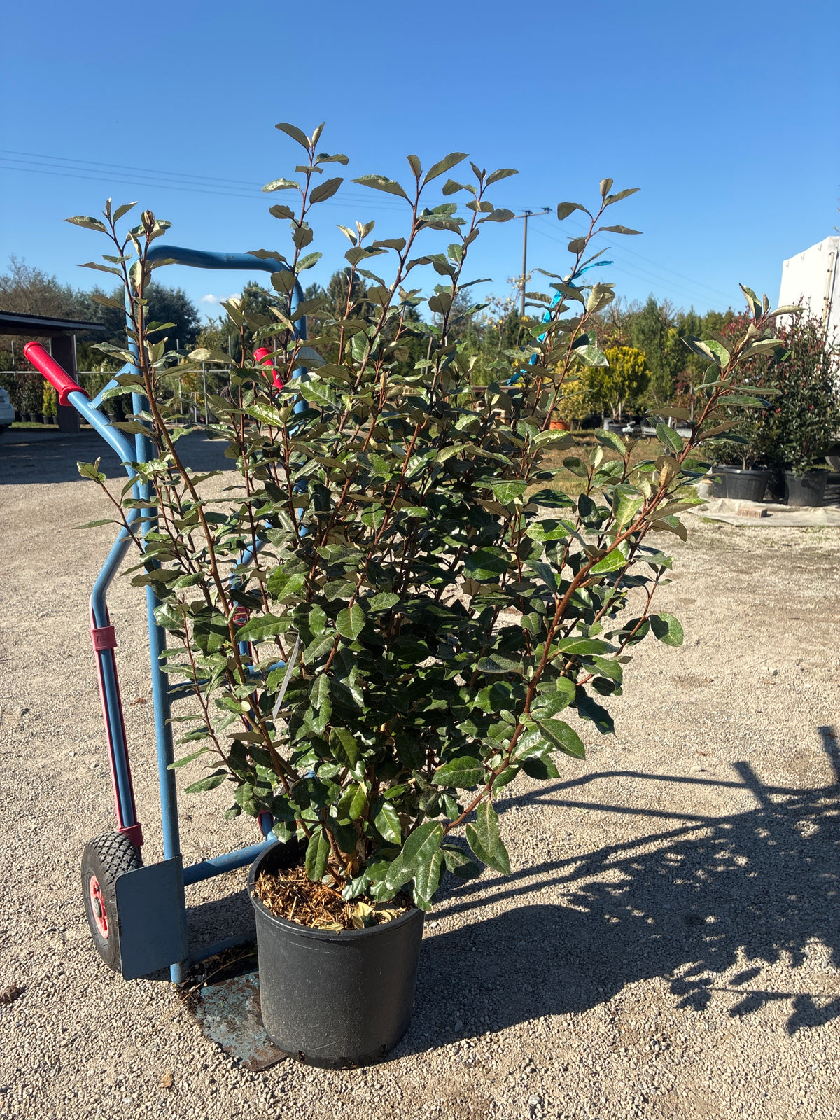 Immergrüne Ölweide 'Compacta' / Elaeagnus x ebbingei 'Compacta'