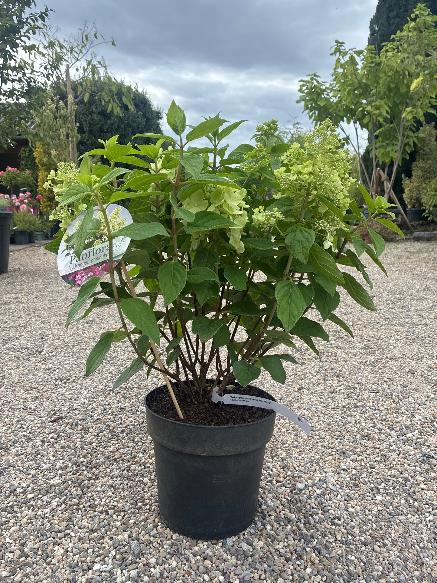 Rispenhortensie / Hydrangea paniculata 'Panflora'