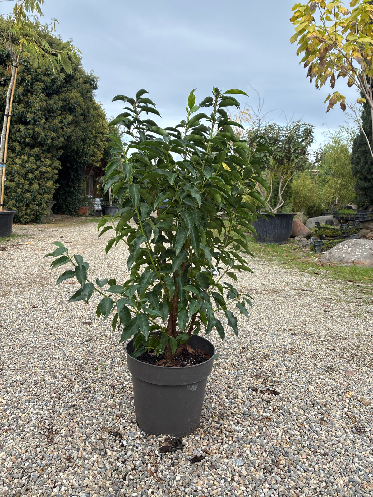 Portugiesische Lorbeerkirsche 'Angustifolia' / Prunus lusitanica 'Angustifolia'