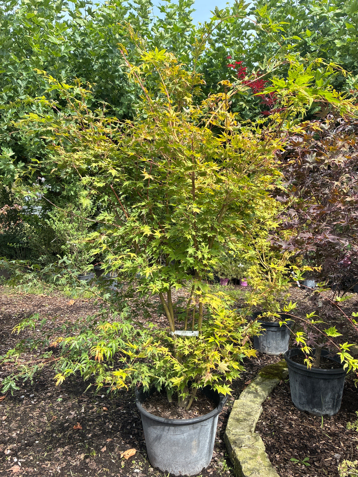 Fächerahorn 'Sangokaku' / Acer palmatum 'Sangokaku'