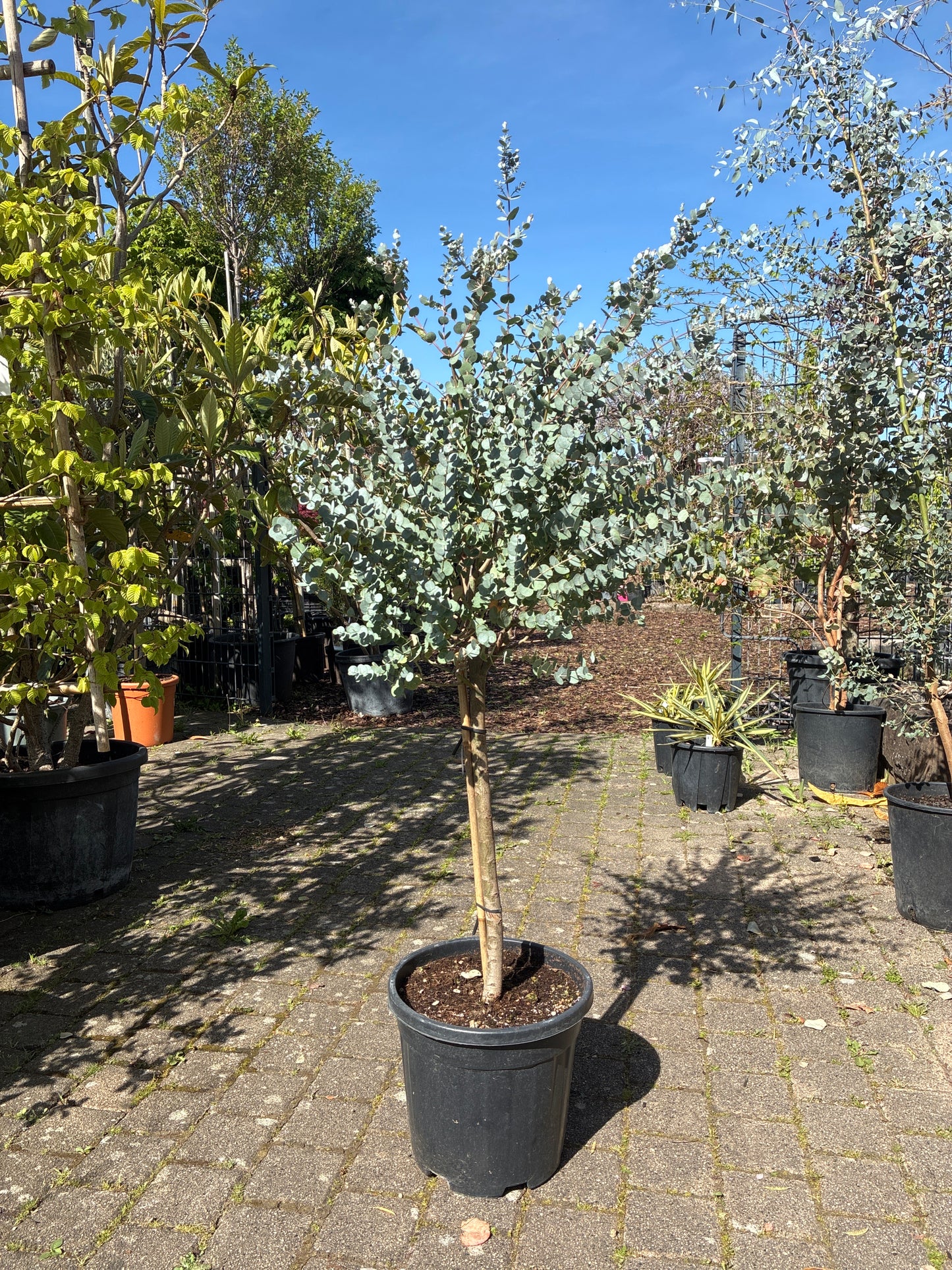 Echter Eukalyptus / Eucalyptus gunnii