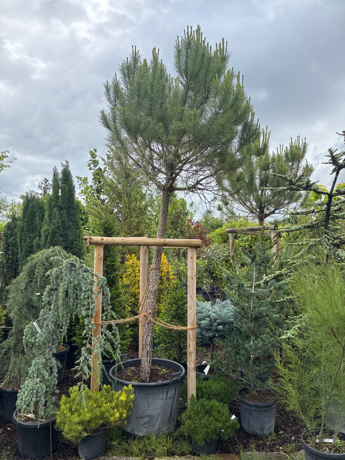 Pinie / Pinus pinea