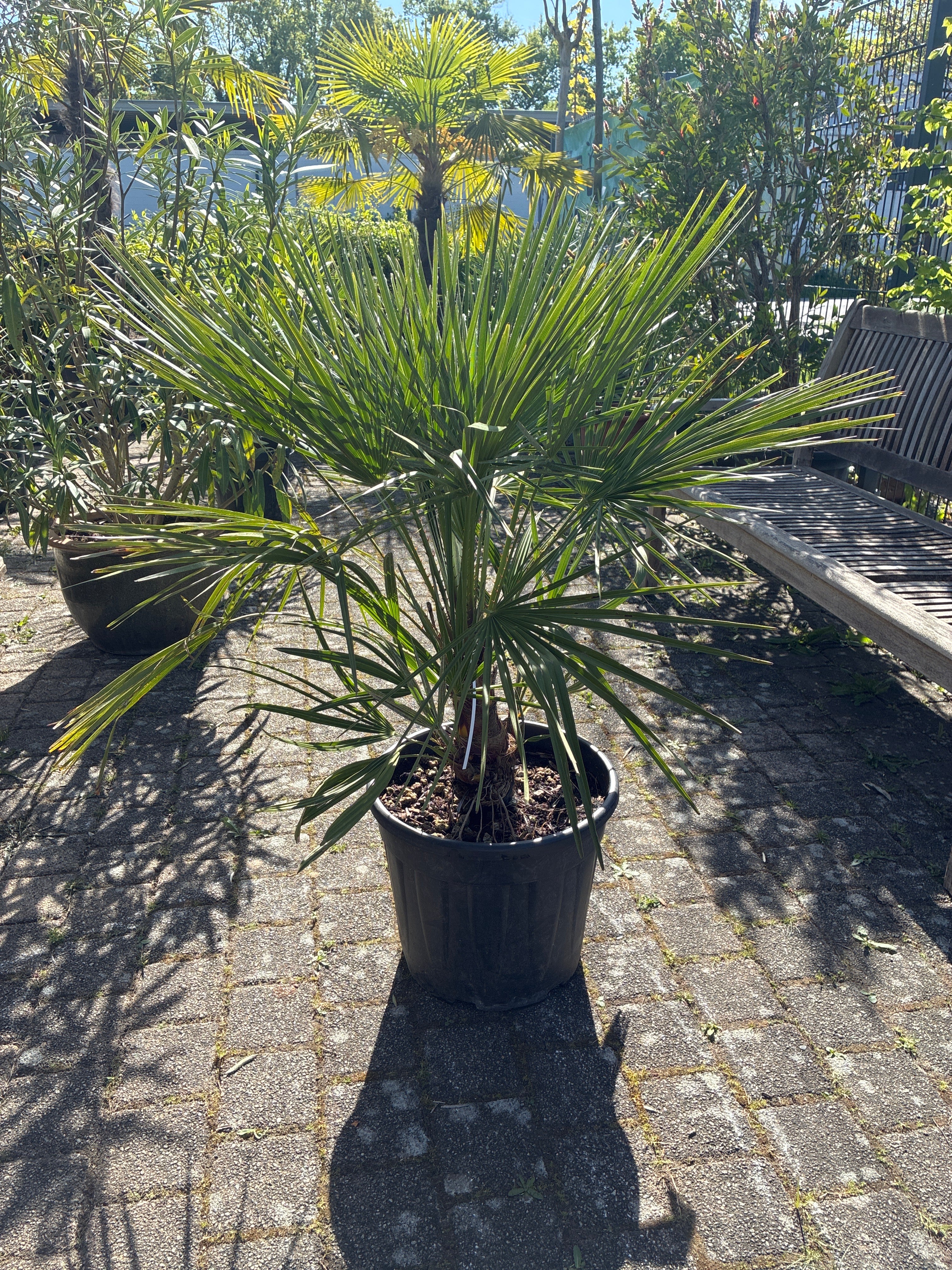 Zwergpalme / Chamaerops humilis