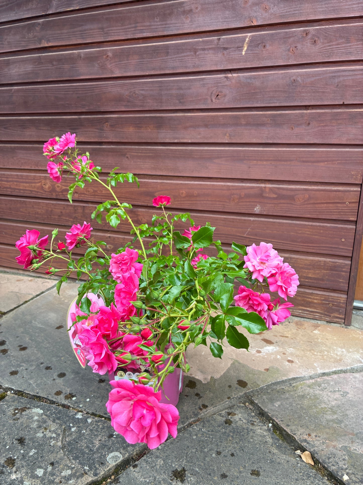 Bodendeckerrose 'Heidetraum'® / Rosa 'Heidetraum'®