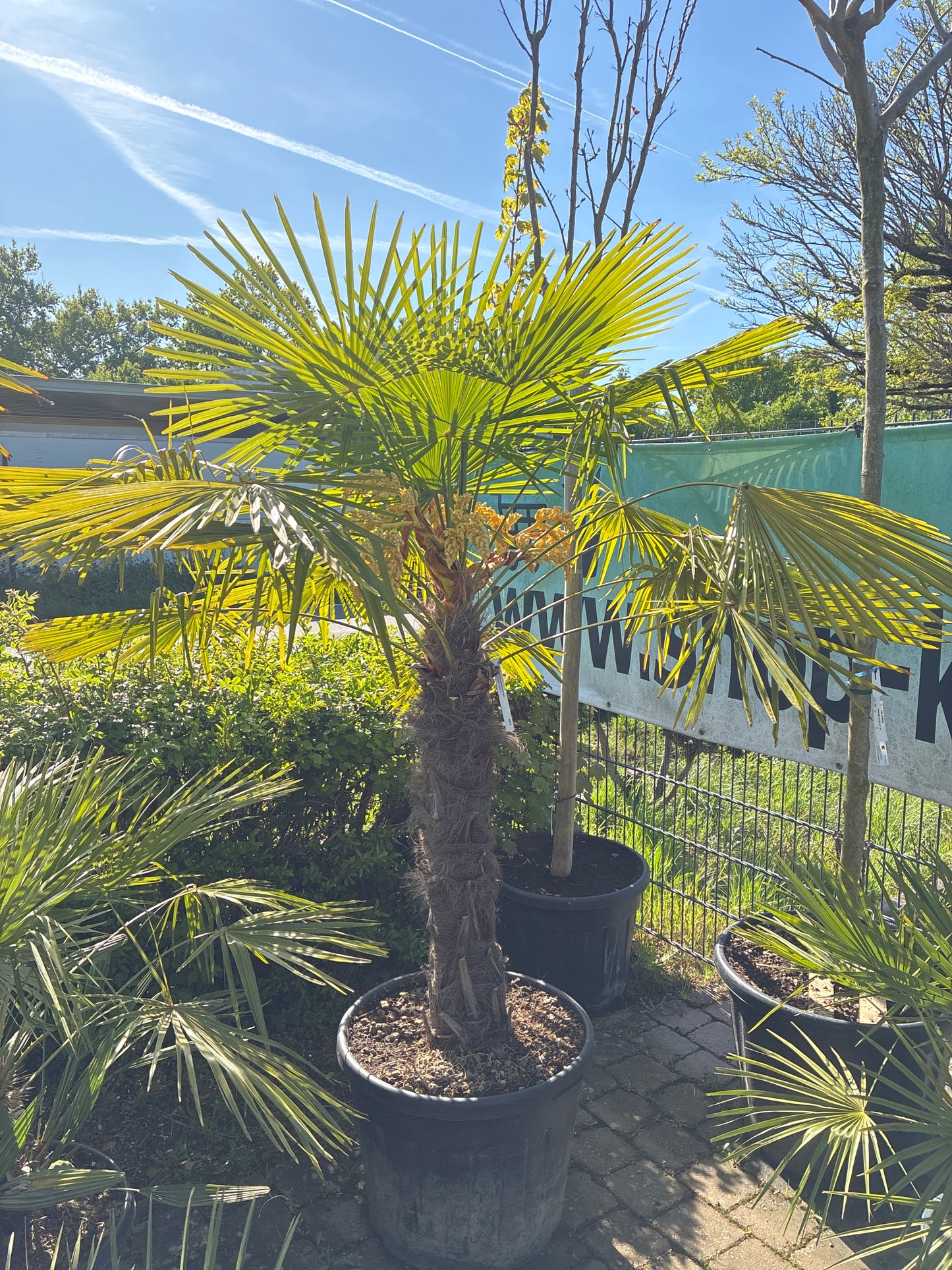 Hanfpalme / Trachycarpus fortunei