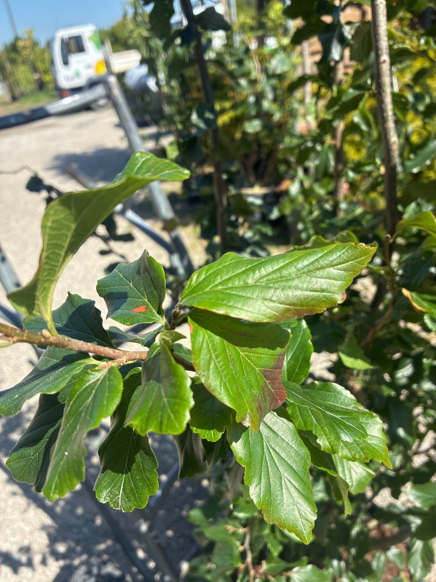 Eisenbaum 'Vanessa' / Parrotia persica 'Vanessa'