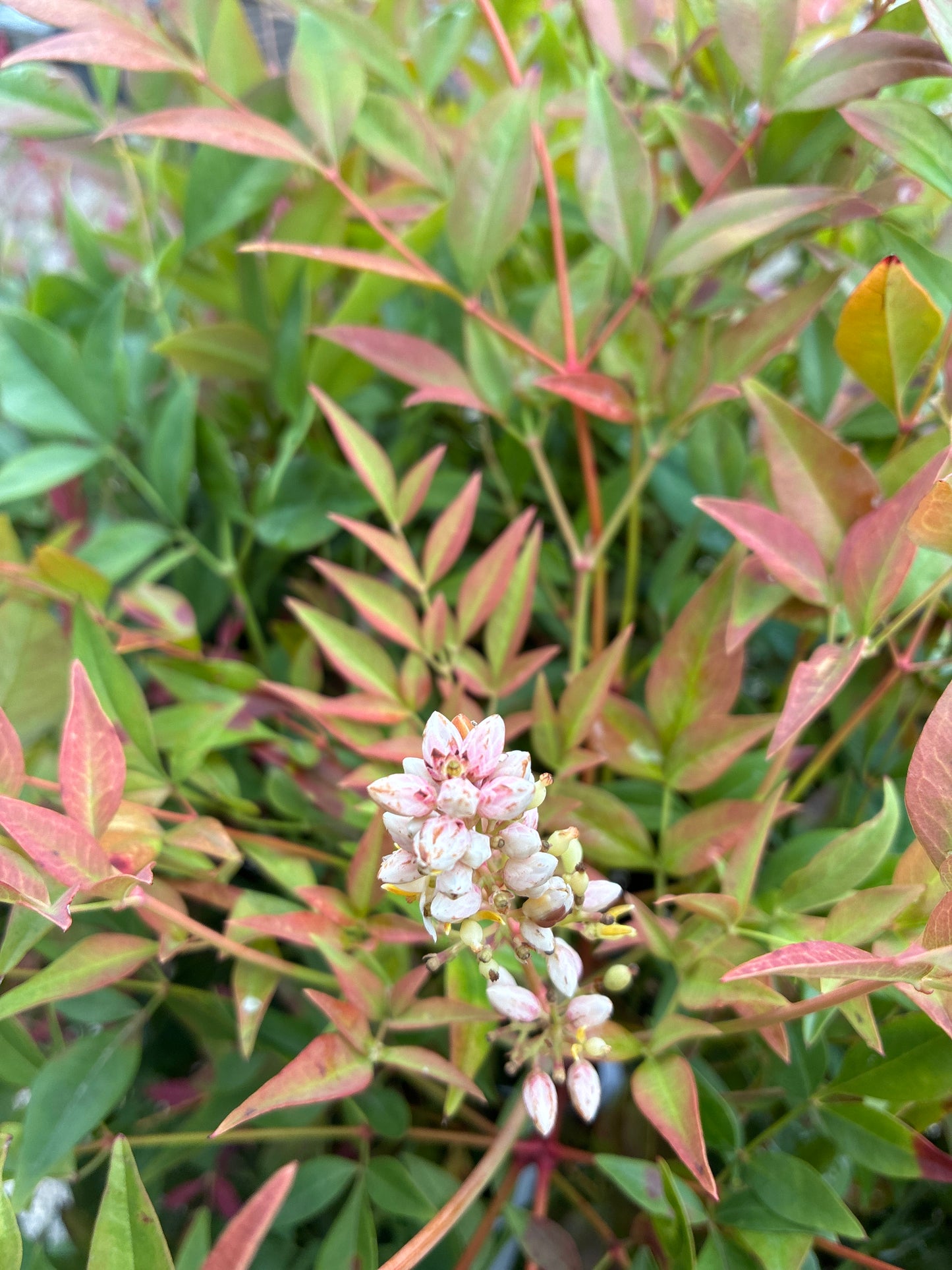 Himmelsbambus / Nandina domestica 'obsessed'