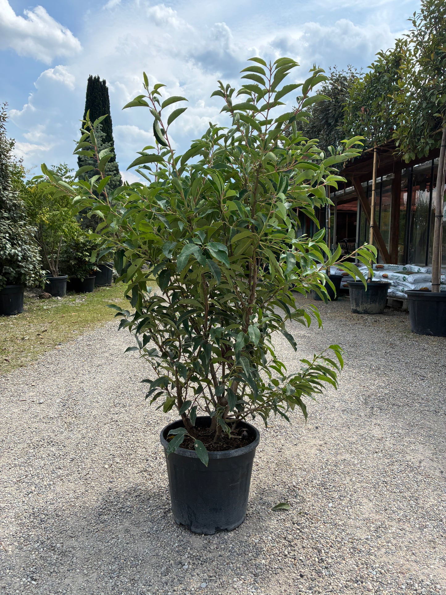 Portugiesische Lorbeerkirsche 'Angustifolia' / Prunus lusitanica 'Angustifolia'
