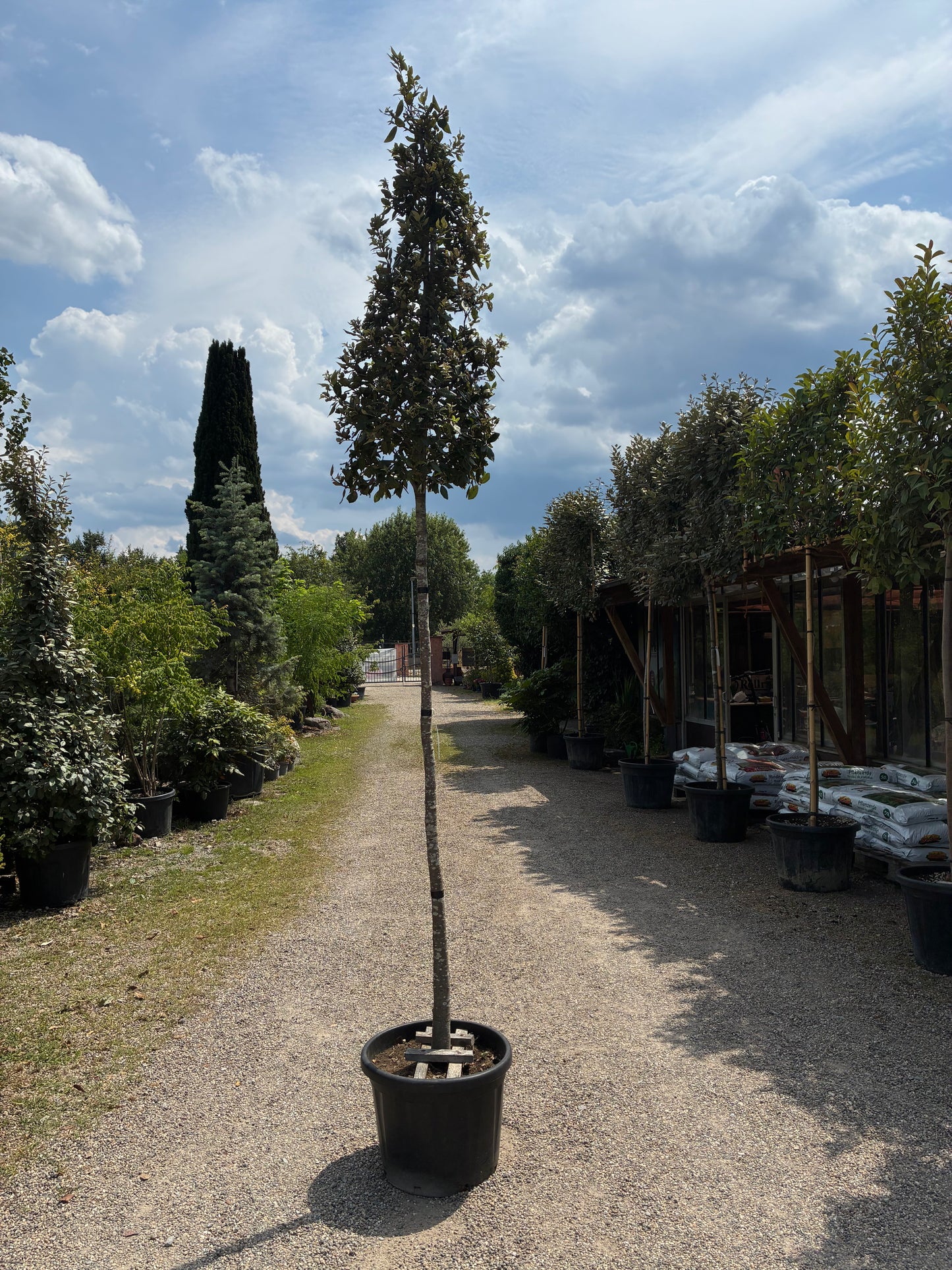 Stein-Eiche / Quercus ilex