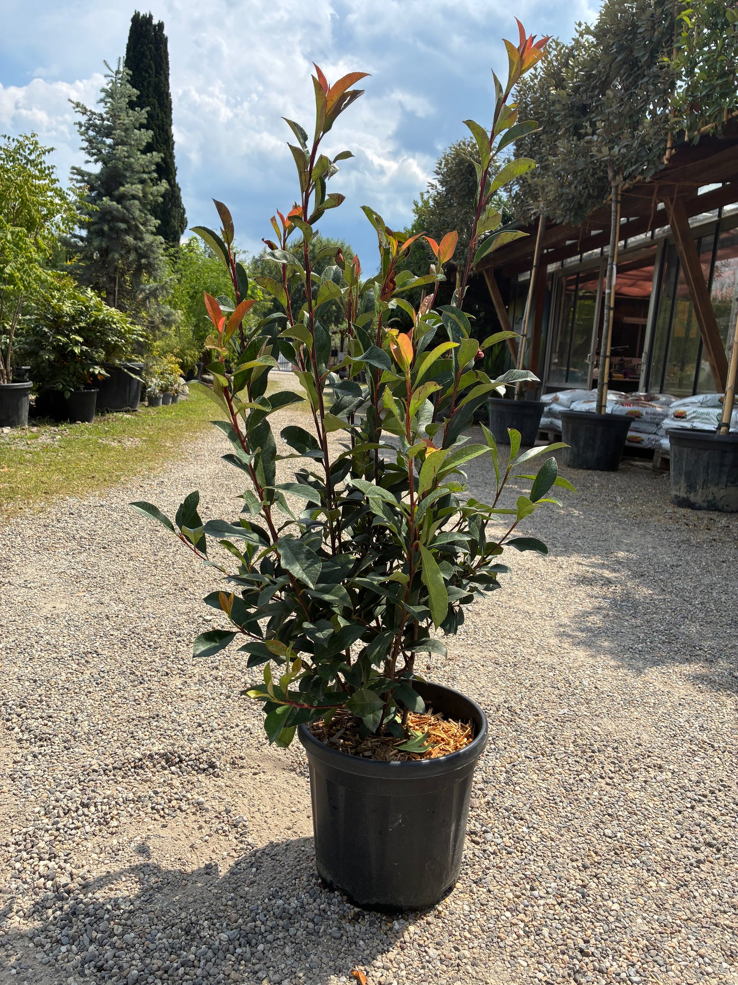 Glanzmispel / Photinia fras.'Robusta Compacta'