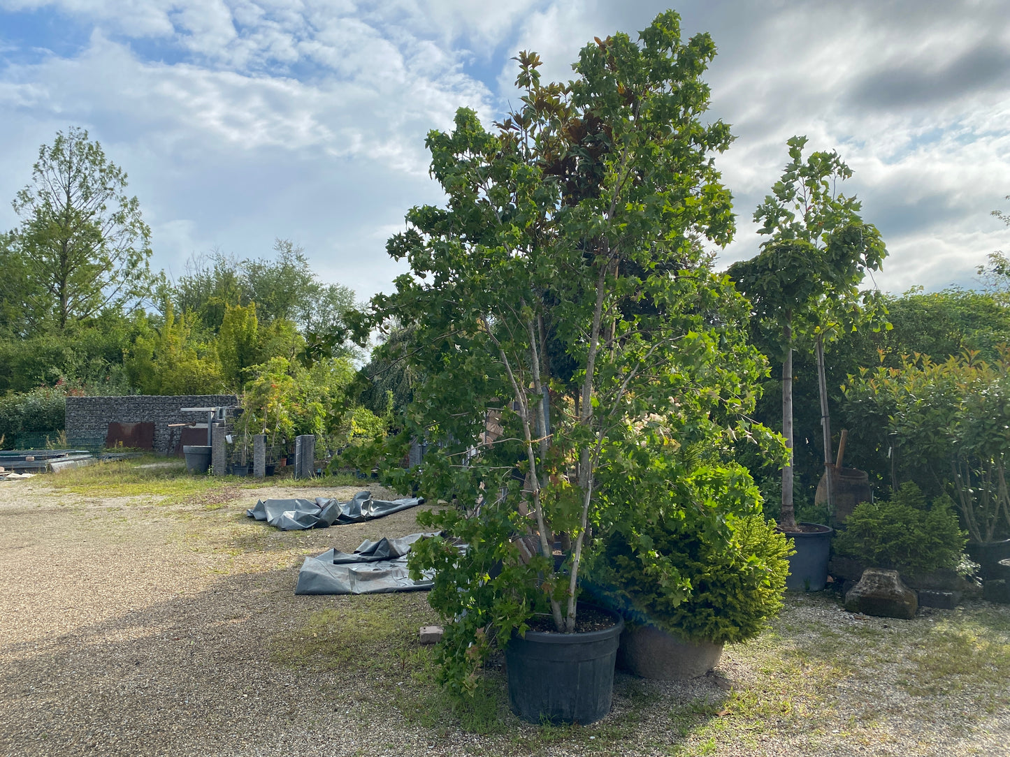 Amerikanischer Amberbaum / Liquidambar styraciflua