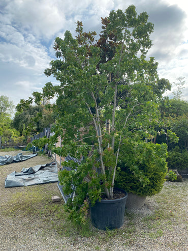 Amerikanischer Amberbaum / Liquidambar styraciflua