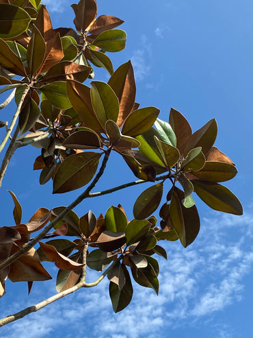 Immergrüne Magnolie 'Dee Dee Blanchard' / Magnolia grandiflora 'Dee Dee Blanchard'