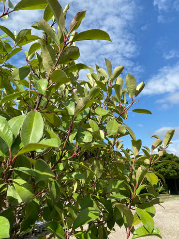 Glanzmispel 'Red Robin', Stamm / Photinia fraseri 'Red Robin', Stamm