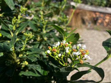 Lorbeer-Schneeball 'Eve Price' / Viburnum tinus 'Eve Price'
