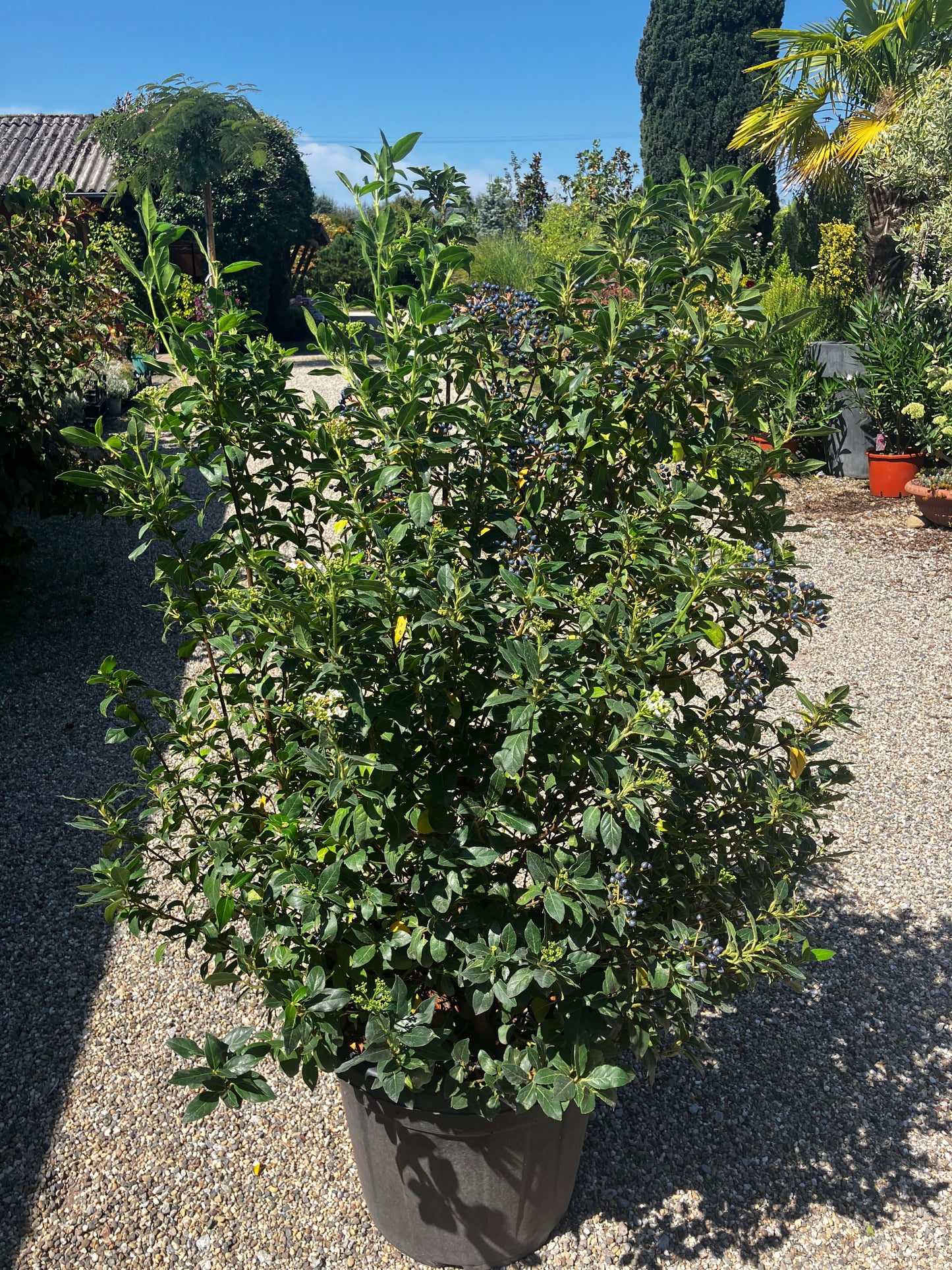 Lorbeer-Schneeball 'Eve Price' / Viburnum tinus 'Eve Price'
