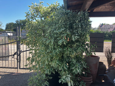 Hartriegel 'Elegantissima' / Cornus alba 'Elegantissima'