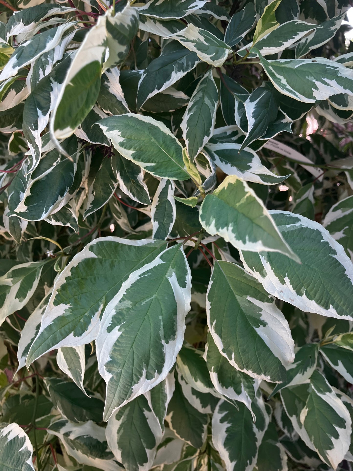 Hartriegel 'Elegantissima' / Cornus alba 'Elegantissima'