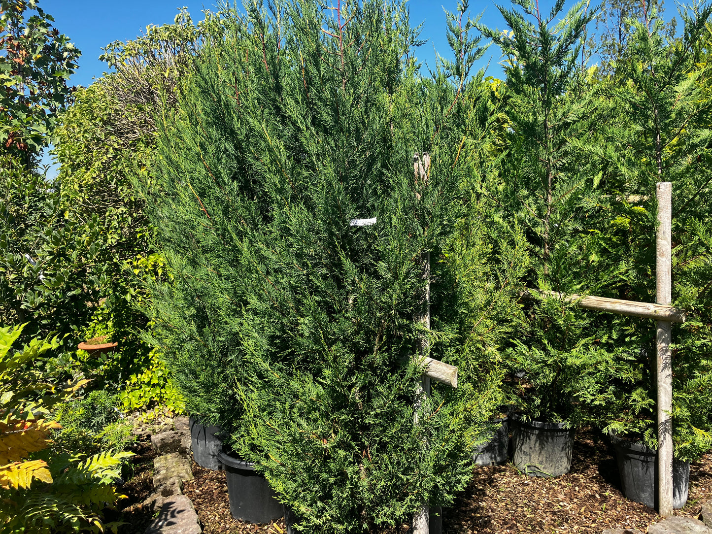 Leyland-Zypresse 'Typ 2001' / Cupressocyparis leylandii 'Typ 2001'