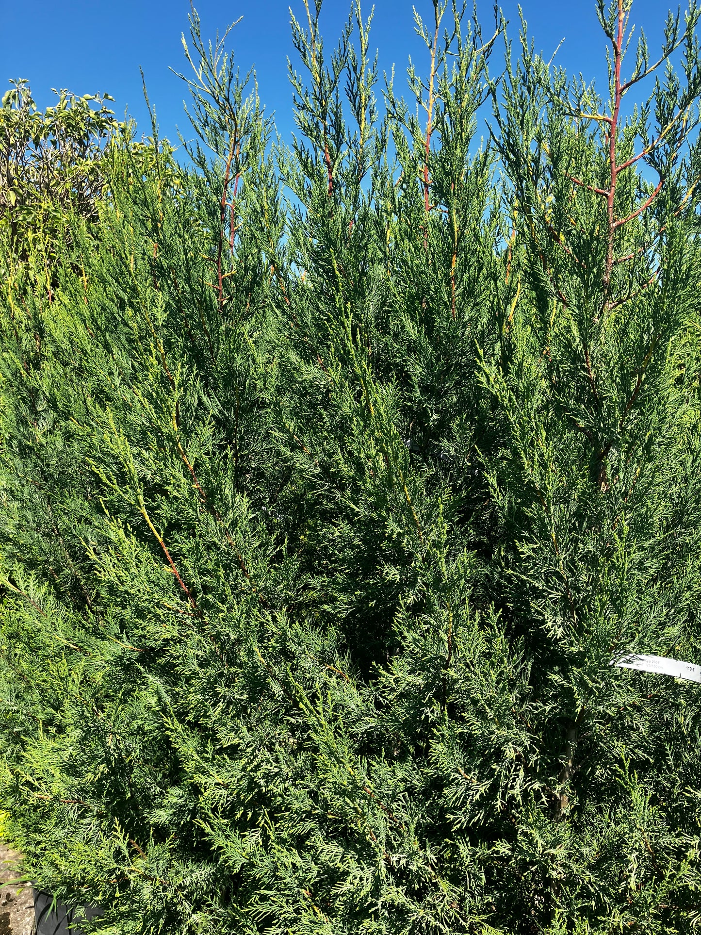Leyland-Zypresse 'Typ 2001' / Cupressocyparis leylandii 'Typ 2001'