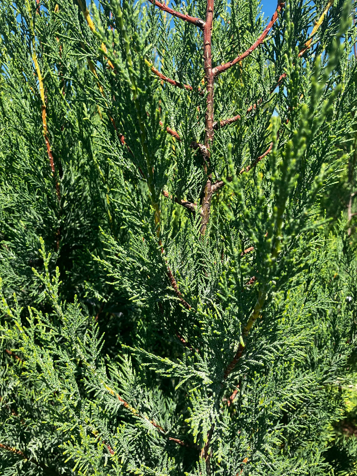 Leyland-Zypresse 'Typ 2001' / Cupressocyparis leylandii 'Typ 2001'
