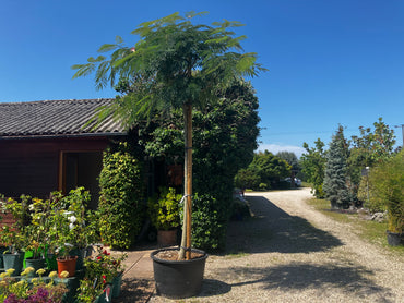 Seidenbaum / Albizia julibrissin