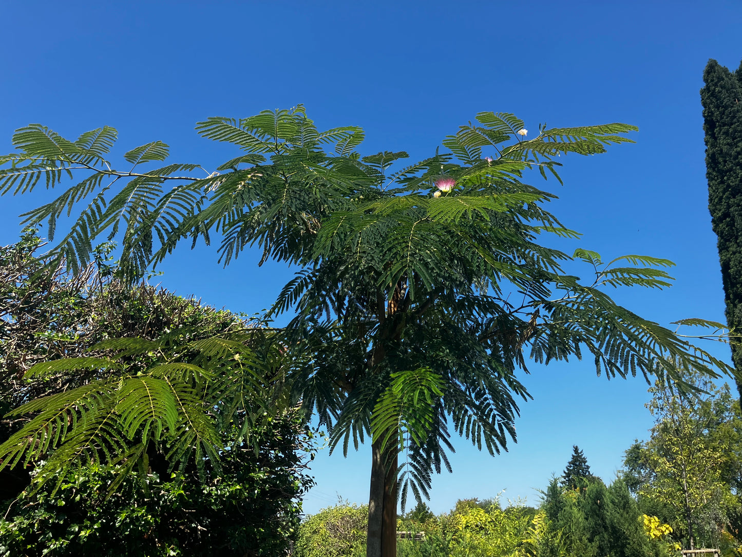 Seidenbaum / Albizia julibrissin