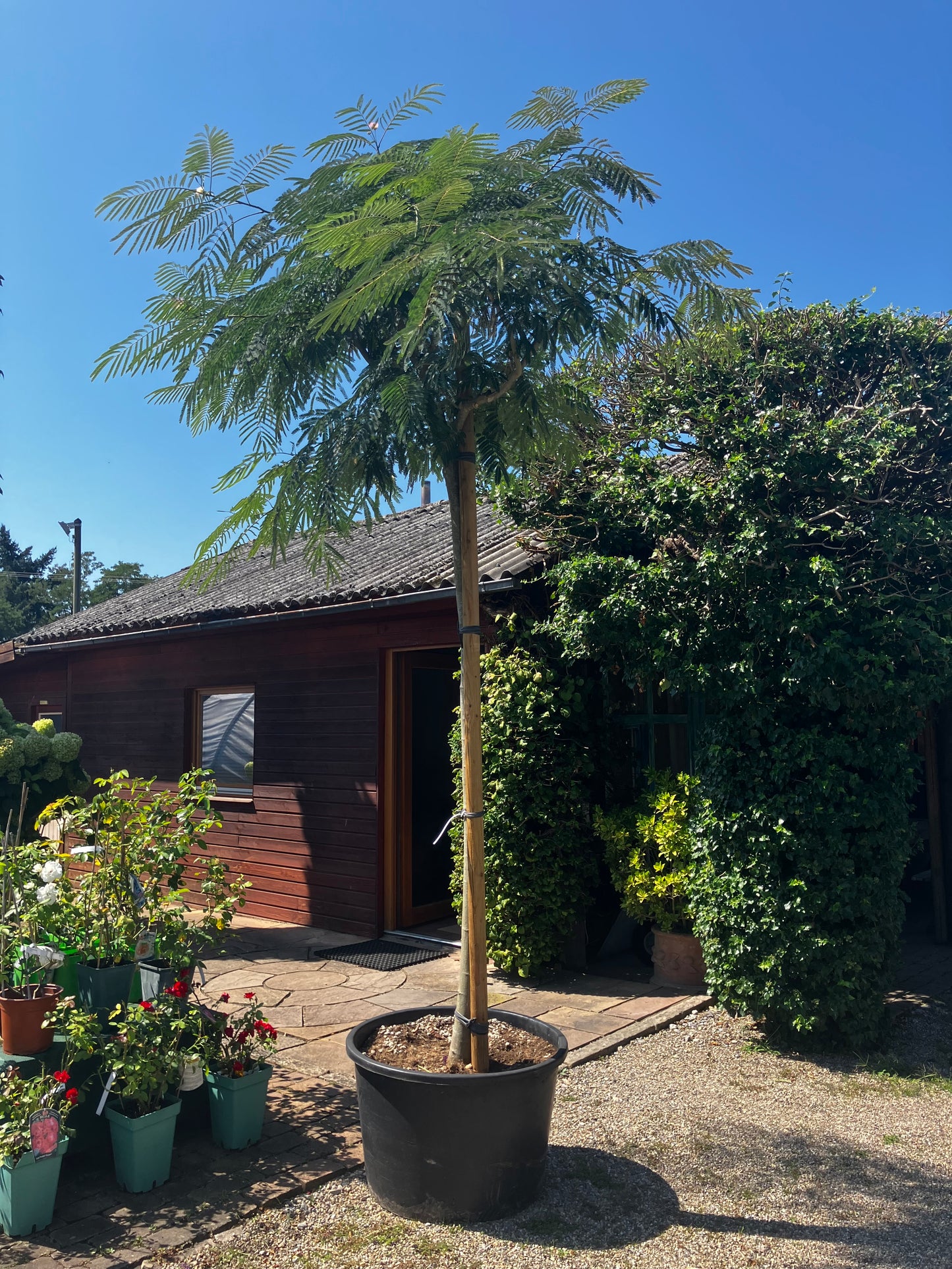 Seidenbaum / Albizia julibrissin