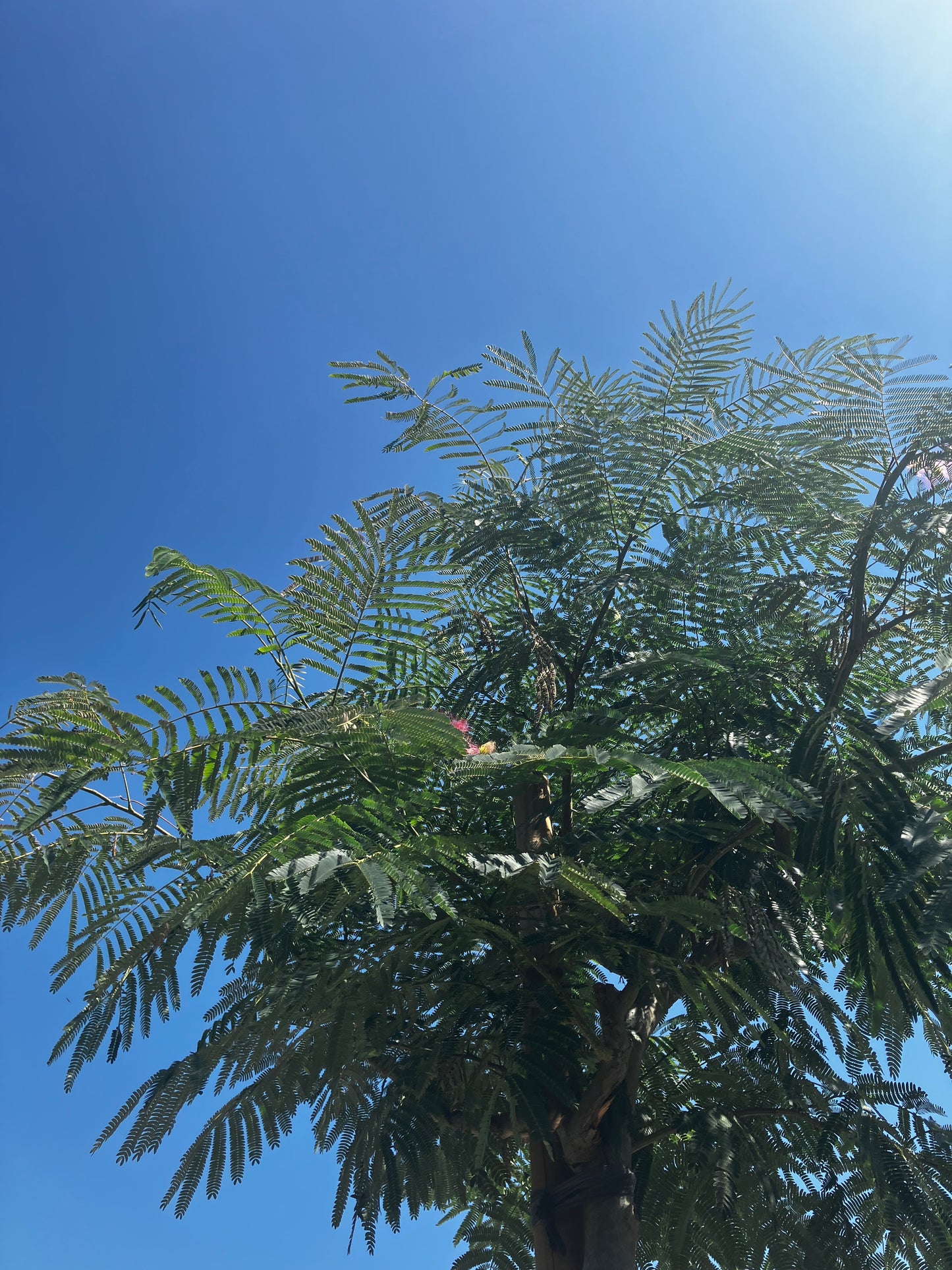 Seidenbaum / Albizia julibrissin