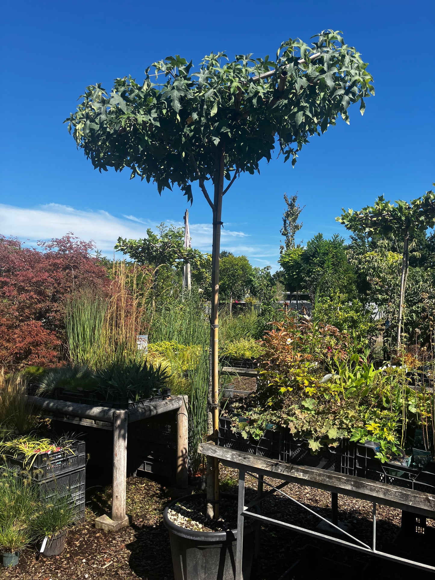 Amerikanischer Amberbaum / Liquidambar styraciflua