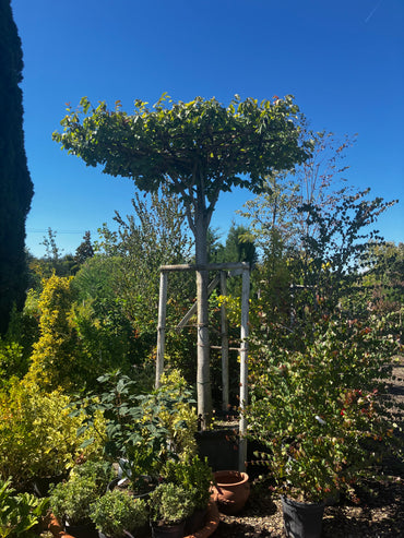 Eisenbaum 'Vanessa' / Parrotia persica 'Vanessa'
