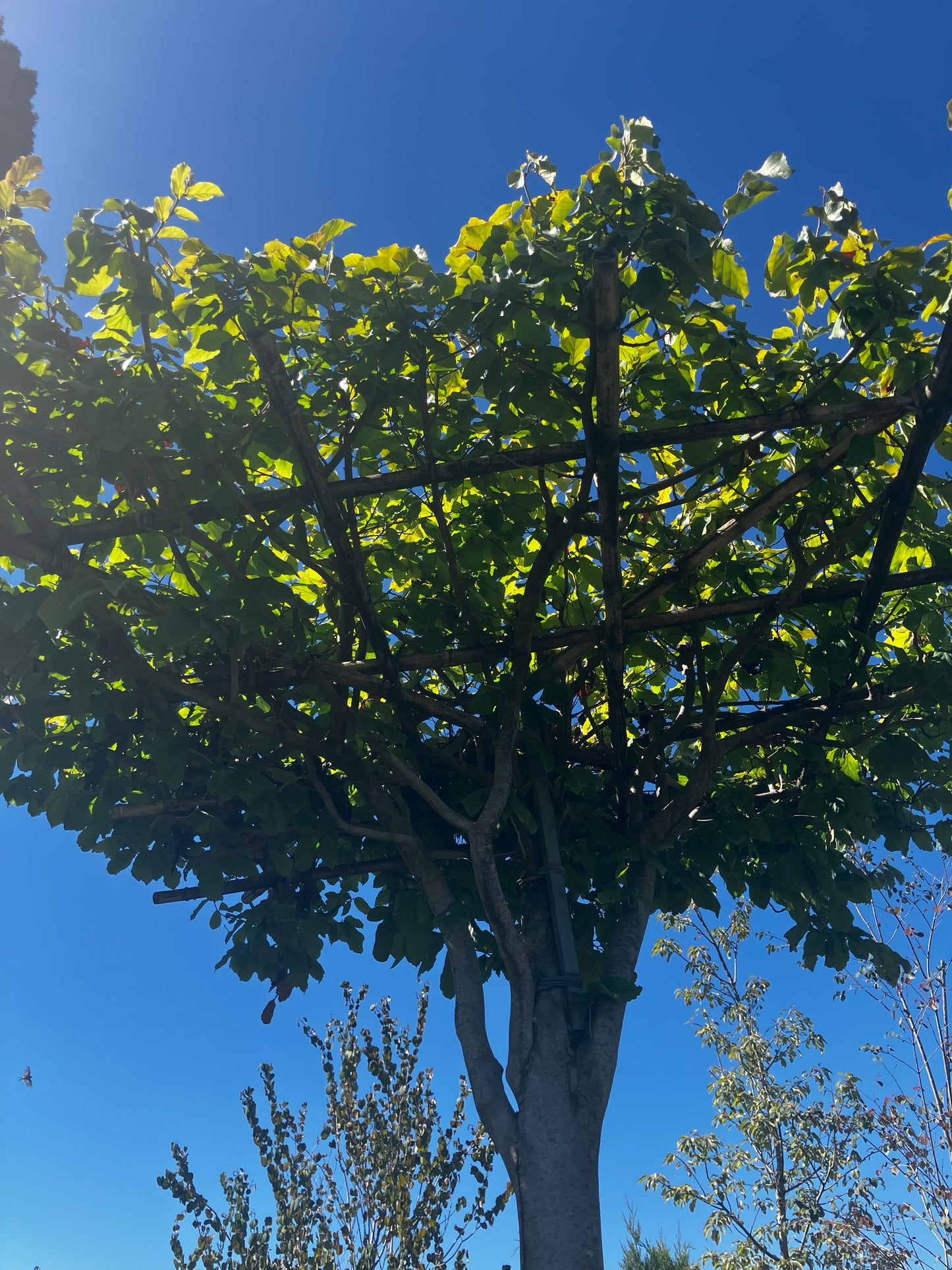 Eisenbaum 'Vanessa' / Parrotia persica 'Vanessa'