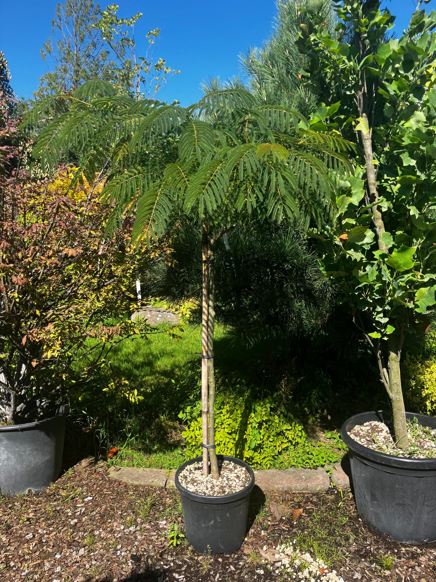 Seidenbaum / Albizia julibrissin