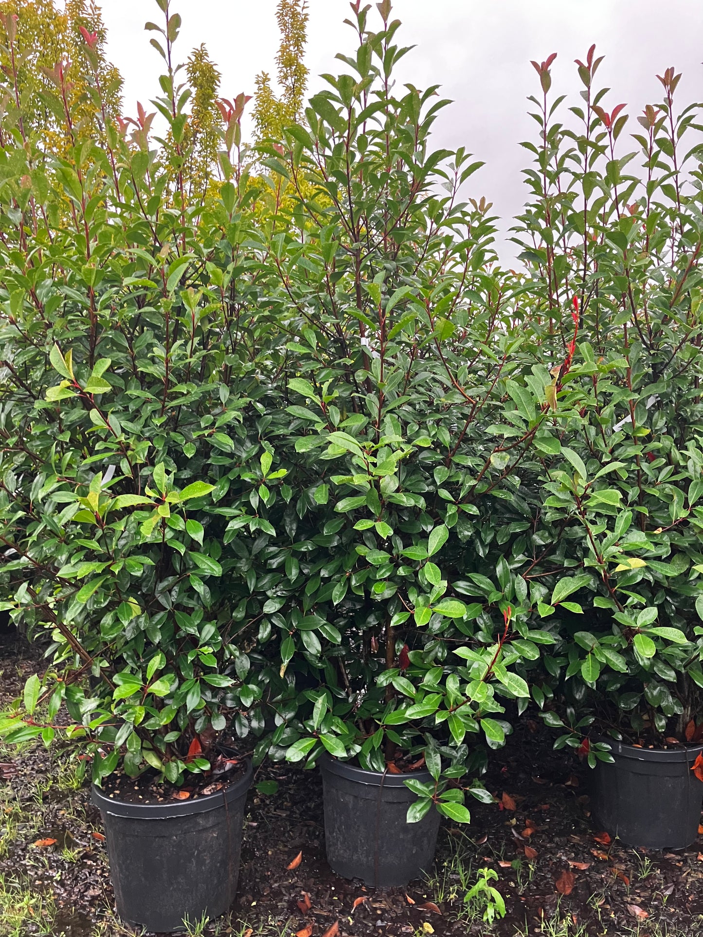 Glanzmispel 'Red Robin' / Photinia fraseri 'Red Robin'