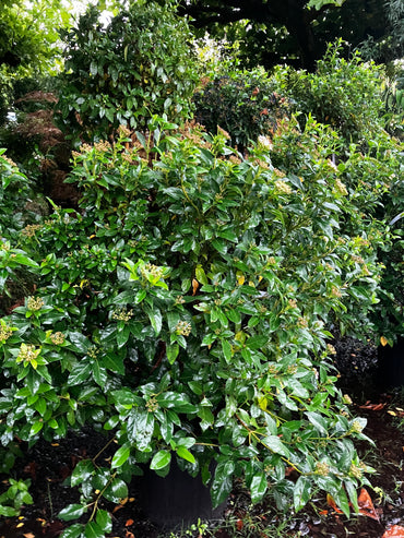 Lorbeer-Schneeball / Viburnum tinus