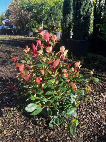 Glanzmispel 'Little Red Robin' / Photinia fraseri 'Little Red Robin'