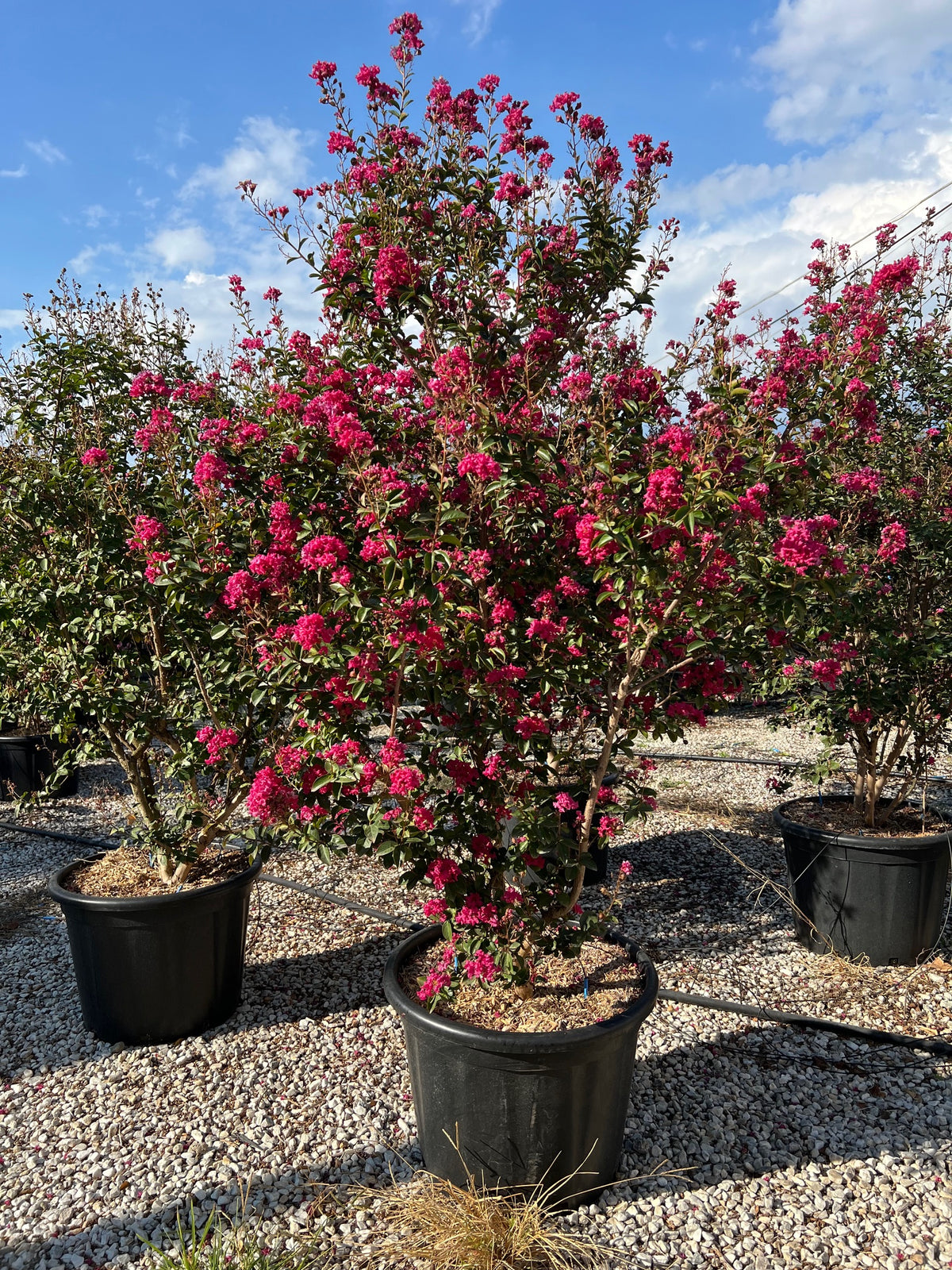 ROTE KREPPMYRTE / LAGERSTROEMIA INDICA 'RUBRA MAGNIFICA'