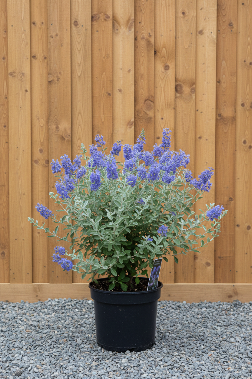 Bartblume - Gesamtansicht