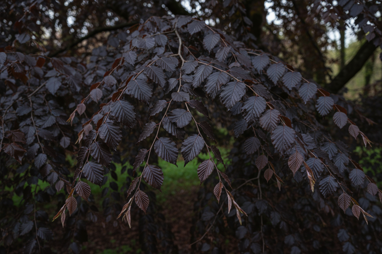 Blutbuche Purple Fountain - Blattdetail