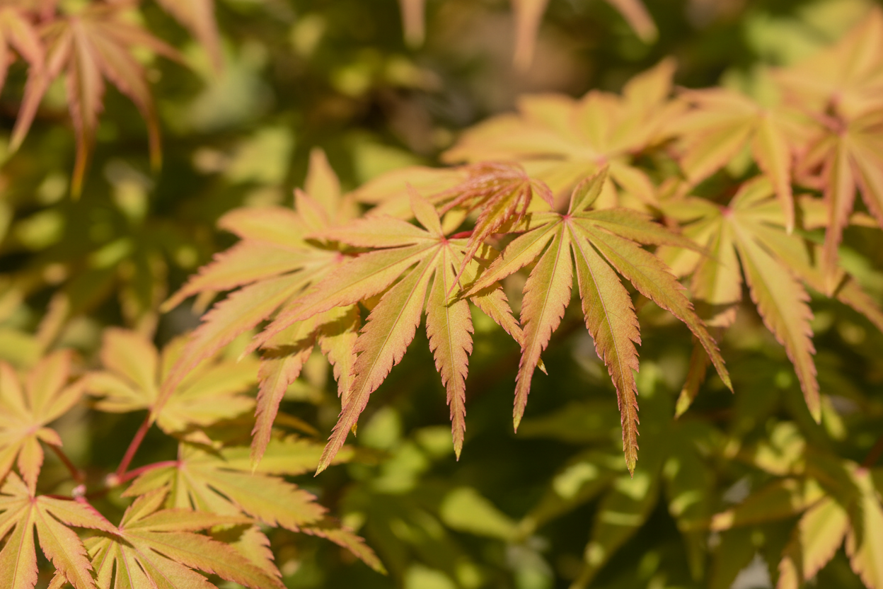 Fächerahorn 'Jerre Schwartz' - Laubdetail